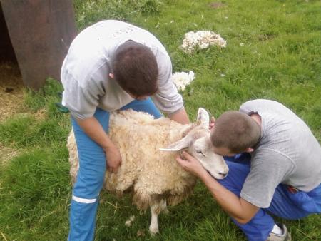 Tonte du mouton