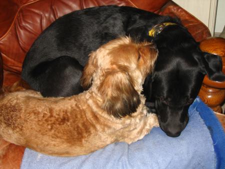 Nos chiens