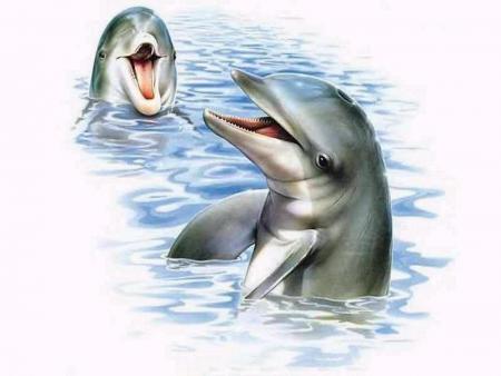 Encore un dauphin